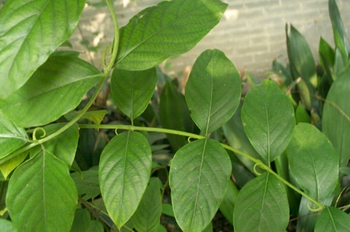 ����Uncaria rhynchophylla (Miq.) Jacks.
