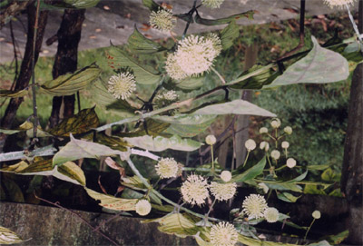 ë����Uncaria hirsuta Havil.