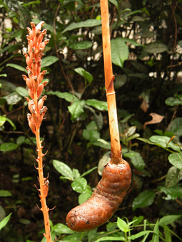 ����Gastrodia elata Bl.