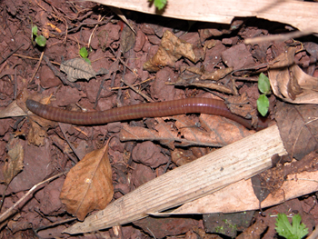 �λ�ë�Pheretima aspergillum (E.Perrier)