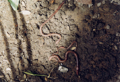 ͨ�׻�ë�Pheretima vulgaris Chen