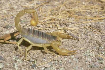 ����ǯЫButhus martensii Karsch