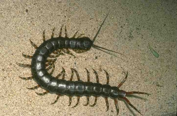 �ټ������Scolopendra subspinipes mutilans L.Koch