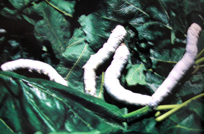 �Ҳ϶�Bombyx mori Linnaeus.