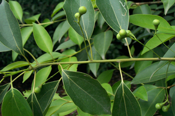 ��Cinnamomum camphora (L.) Presl