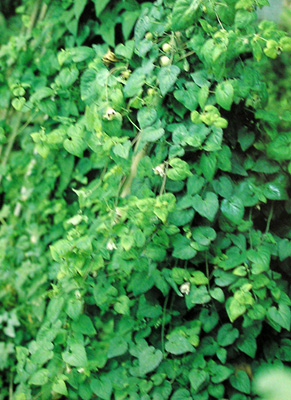 ������Codonopsis tangshen Oliv.