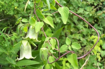 �ػ�����Codonopsis pilosula  Nannf.var.modesta (Nannf.) L.T.Shen