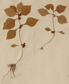 ������Pseudostellaria heterophylla (Miq��) Pax ex Pax et Hoffm��