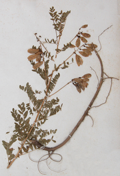 �ɹŻ���Astragalus membranaceus (Fisch.) Bge.var.mongholicus (Bge.) Hsiao