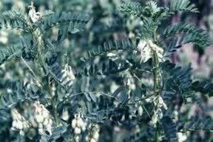 Ĥ�Ի���Astragalus membranaceus (Fisch.) Bge.