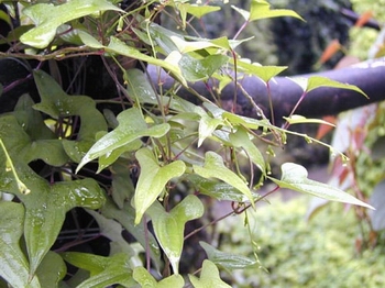 ����Dioscorea opposita Thunb.