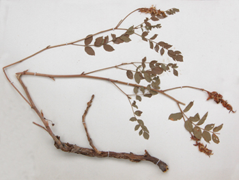 �ʲ�Glycyrrhiza uralensis Fisch��