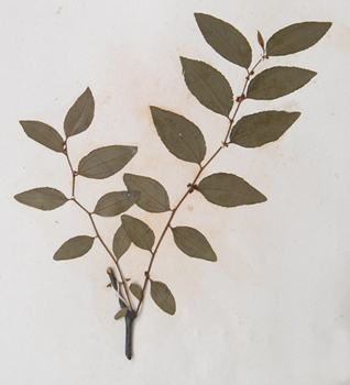 ��Ziziphus jujuba Mill.