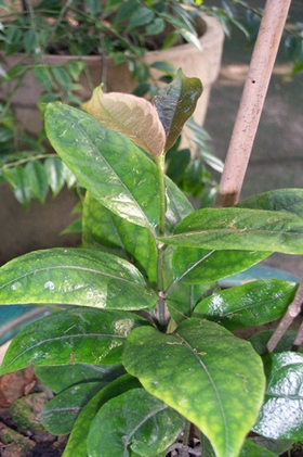 �����Morinda officinalis How