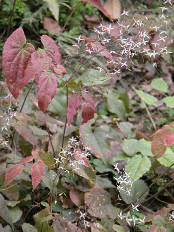 ����޽Epimedium brevicornum Maxim.