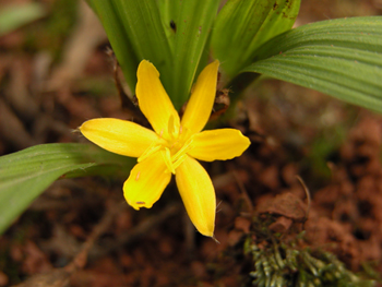 ��éCurculigo orchioides Gaertn.