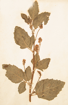 ����֬Psoralea corylifolia L.