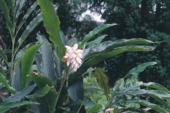 ����Alpinia oxyphylla Miq.