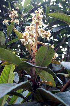 ����Eriobotrya japonica (Thunb.) Lindl.