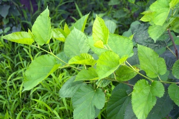 ɣMorus alba L