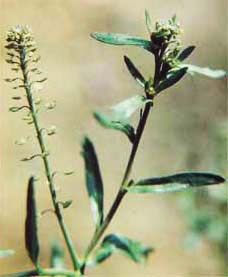 ���в�Lepidium apetalum Willd��