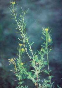 ������Descurainia sophia (L.) Webb ex Prantl