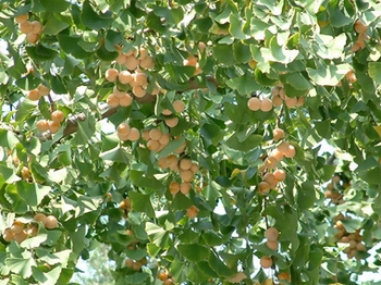 ����Ginkgo biloba L.