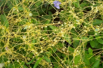 ��˿��Cuscuta chinensis Lam.