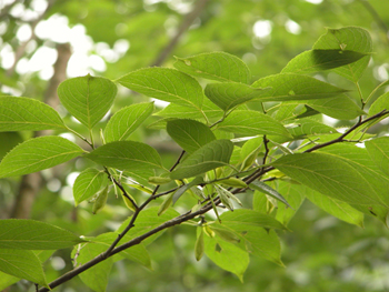 ����Eucommia ulmoides Oliv.