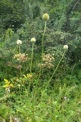 ������Dipsacus asperoides C.Y.Cheng T.M.Ai