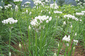 �²�Allium tuberosum Rottl��