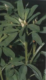 ��«��Trigonella foenum-graecum L.