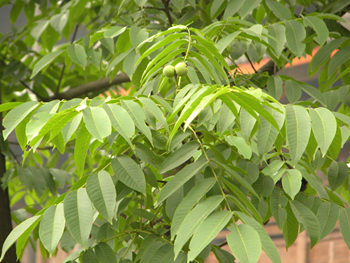 ����Juglans regia L.