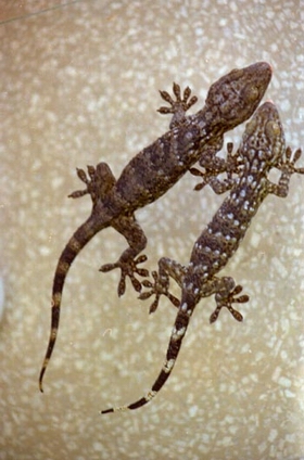 ���Gekko gecko Linnaeus