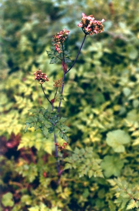 ����Angelica sinensis (Oliv��) Diels