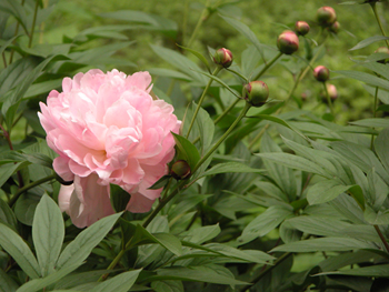 ��ҩPaeonia lactiflora Pall.