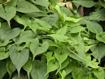 ������Polygonum multiflorum Thunb.