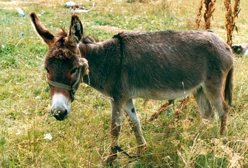 ¿Equus asinus L.