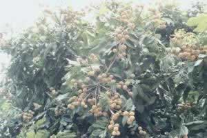����Dimocarpus longan Lour.