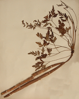 ɺ����Glehnia littoralis Fr. Schmidt ex Miq.