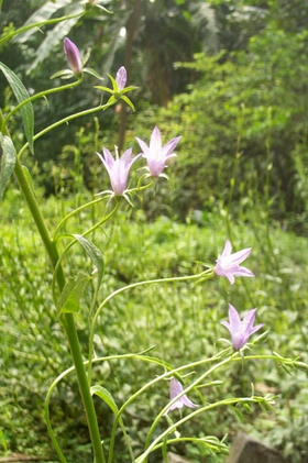 ��Ҷɳ��Adenophora tetraphylla (Thunb.) Fisch.