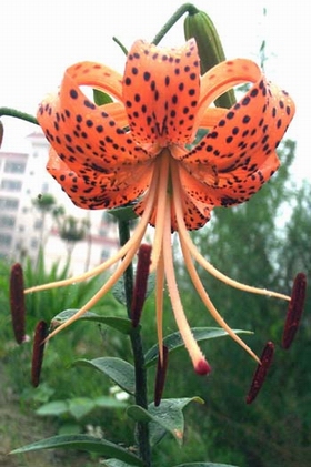 ����Lilium lancifolium Thunb.