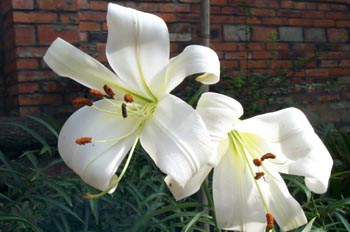 �ٺ�Lilium brownii F��E.Brownvar��Viridulum Baker