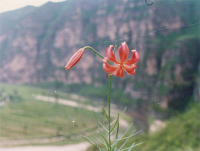 ϸҶ�ٺ�Lilium pumilum DC��