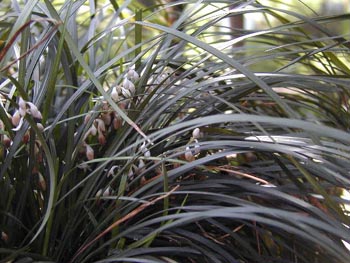 ��Ophiopogon japomcus (Thunb��) Ker-Gawl��