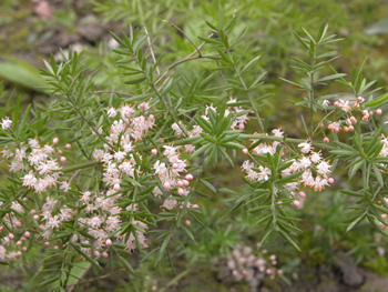 �춬Asparagus cochinchinensis (Lour.) Merr.