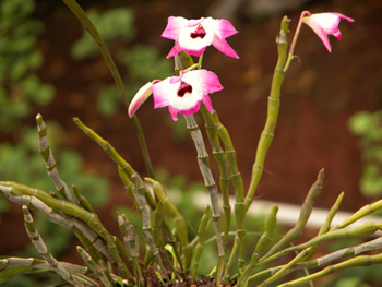 ����ʯ��Dendrobium loddigesii Rolfe.