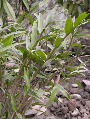 ����ʯ��Dendrobium fimbriatum Hook.var. oculatum Hook.