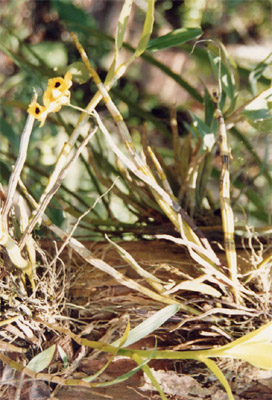�Ʋ�ʯ��Dendrobium chrysanthum Wall.