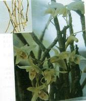 ��Ƥʯ��Dendrobium candidum Wall.ex Lindl.